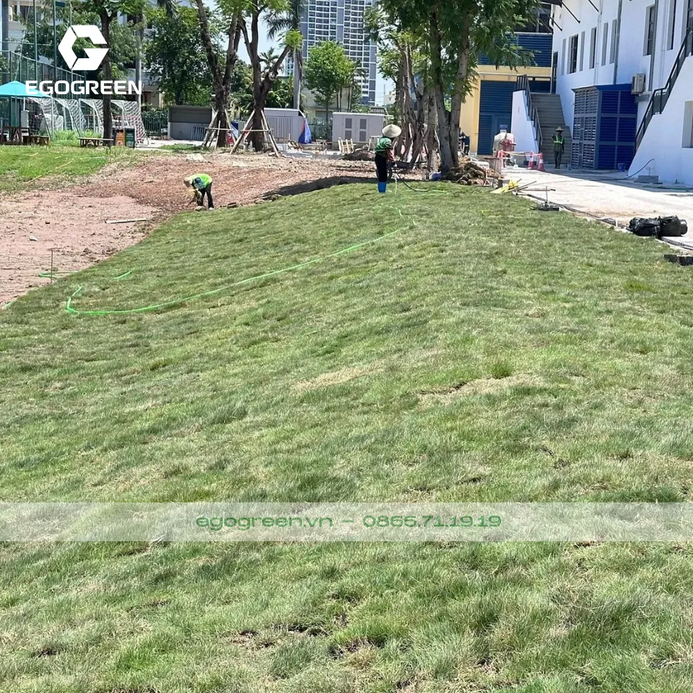 Cỏ nhung nhật không thể thiếu trong sân vườn